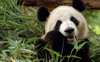 Il Panda gigante. Storia, origine, alimentazione e socialità